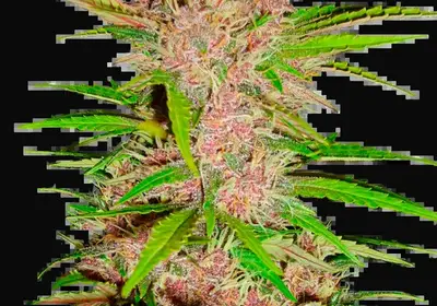 Fastberry Auto
