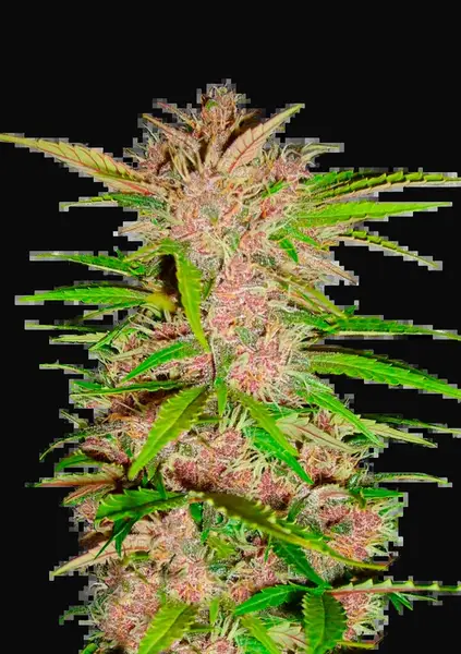 Fastberry Auto
