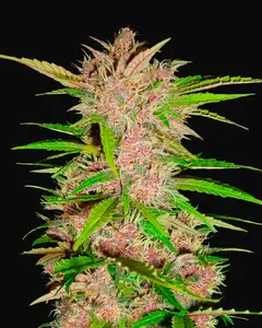 Fastberry Auto