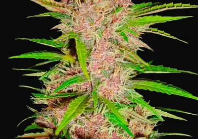Fastberry Auto
