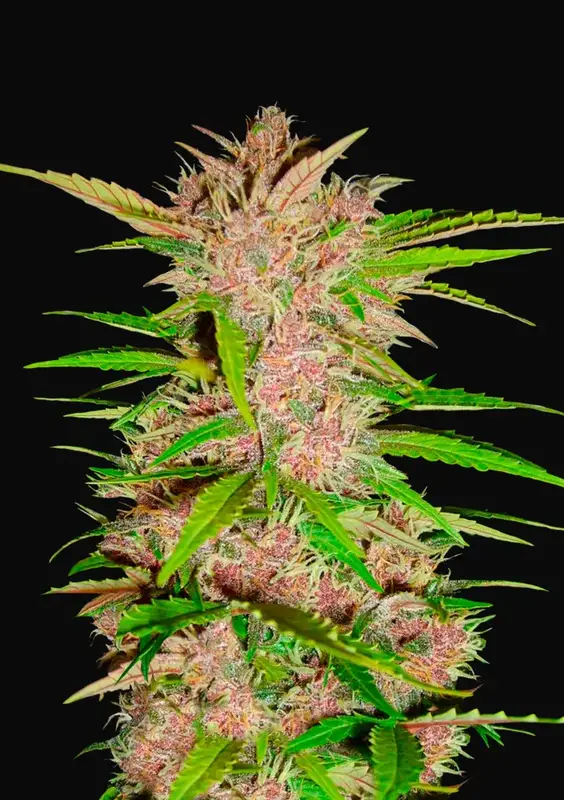 Fastberry Auto