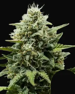 Fat Banana Automatic
