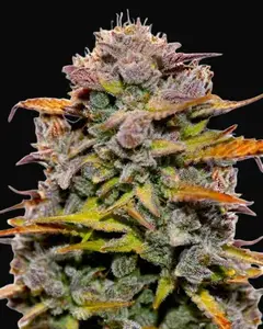 Fat Bastard Auto