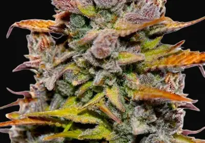 Fat Bastard Auto