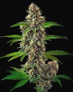 Fat Bastard Auto