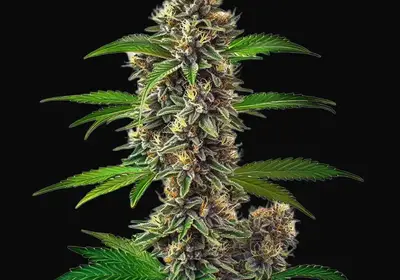 Fat Bastard Auto