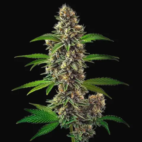 Fat Bastard Auto