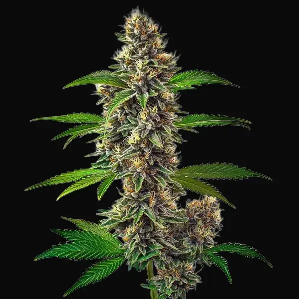 Fat Bastard Auto