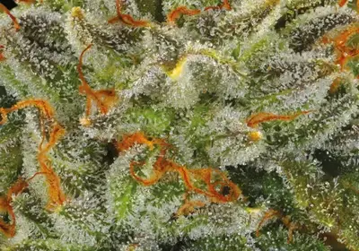 Fat Monkey Auto