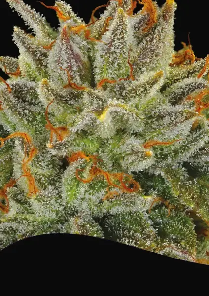 Fat Monkey Auto