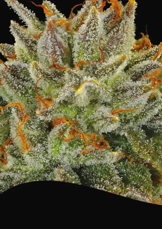 Fat Monkey Auto