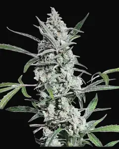 Fat Pete's Cookies Auto