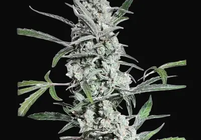 Fat Pete's Cookies Auto