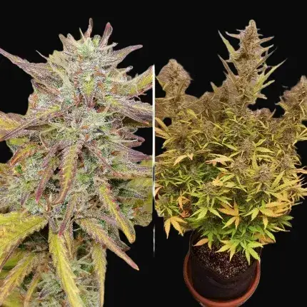 Fat Pete's Cookies Auto — zdjęcie 3