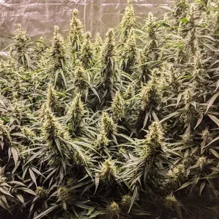 Fat Pete's Cookies Auto — zdjęcie 4