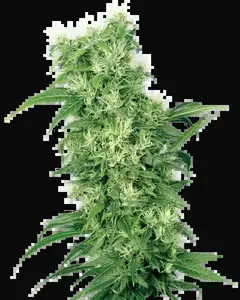 Female Mix