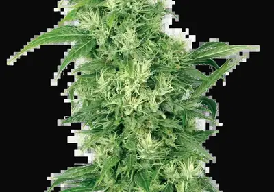 Female Mix