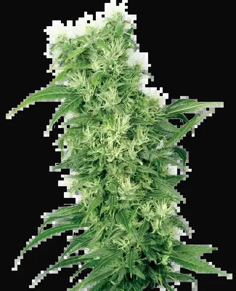Female Mix