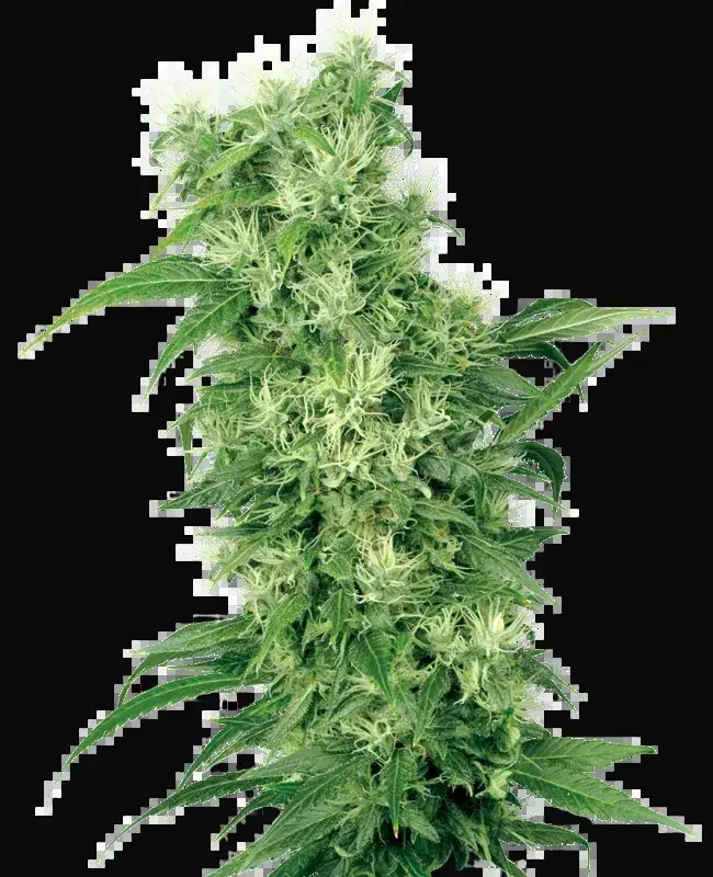 Female Mix