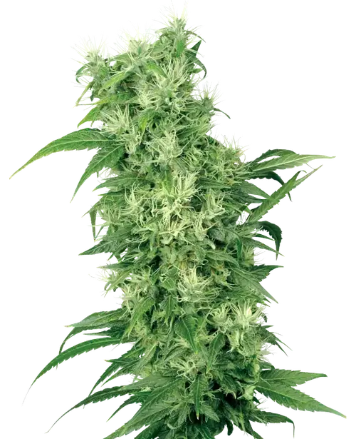 Female Mix