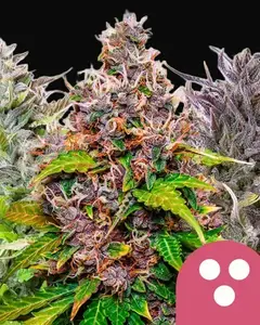 Feminized Mix