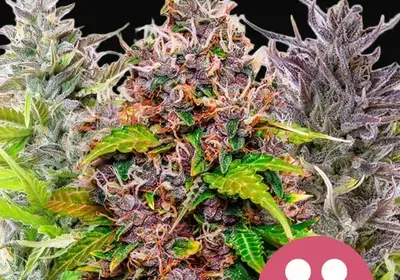 Feminized Mix