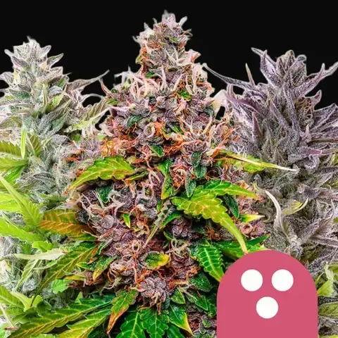 Feminized Mix