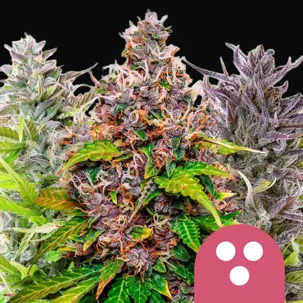 Feminized Mix