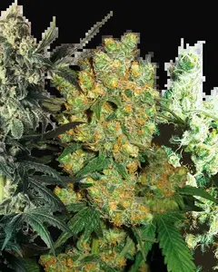 Feminized Mix
