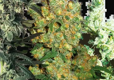Feminized Mix