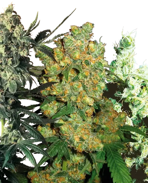 Feminized Mix