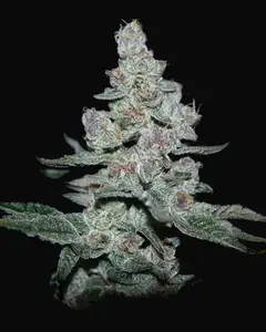 Fire'n Ice