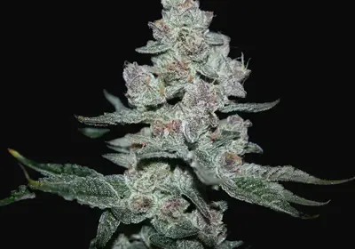 Fire'n Ice