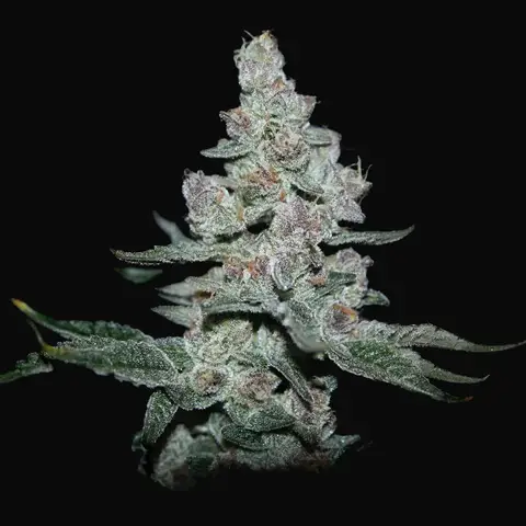 Fire'n Ice