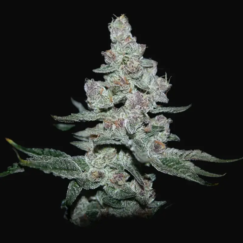 Fire'n Ice