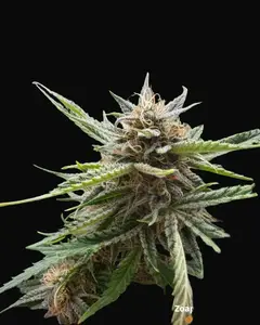 Fishy Zoap Auto