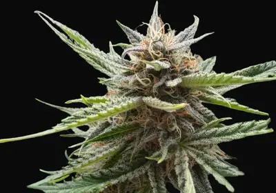 Fishy Zoap Auto
