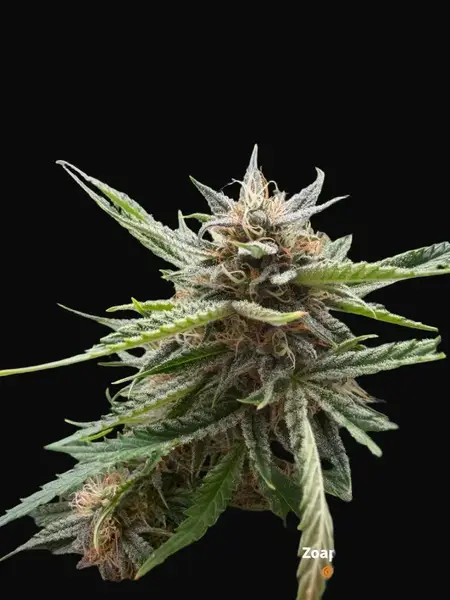 Fishy Zoap Auto