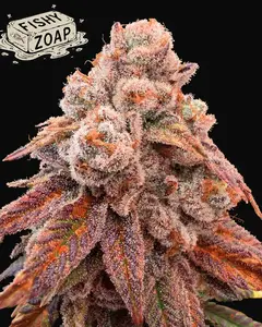 Fishy Zoap