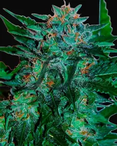 Flash Babylon Auto