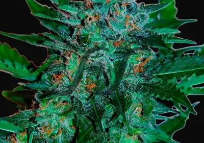 Flash Babylon Auto