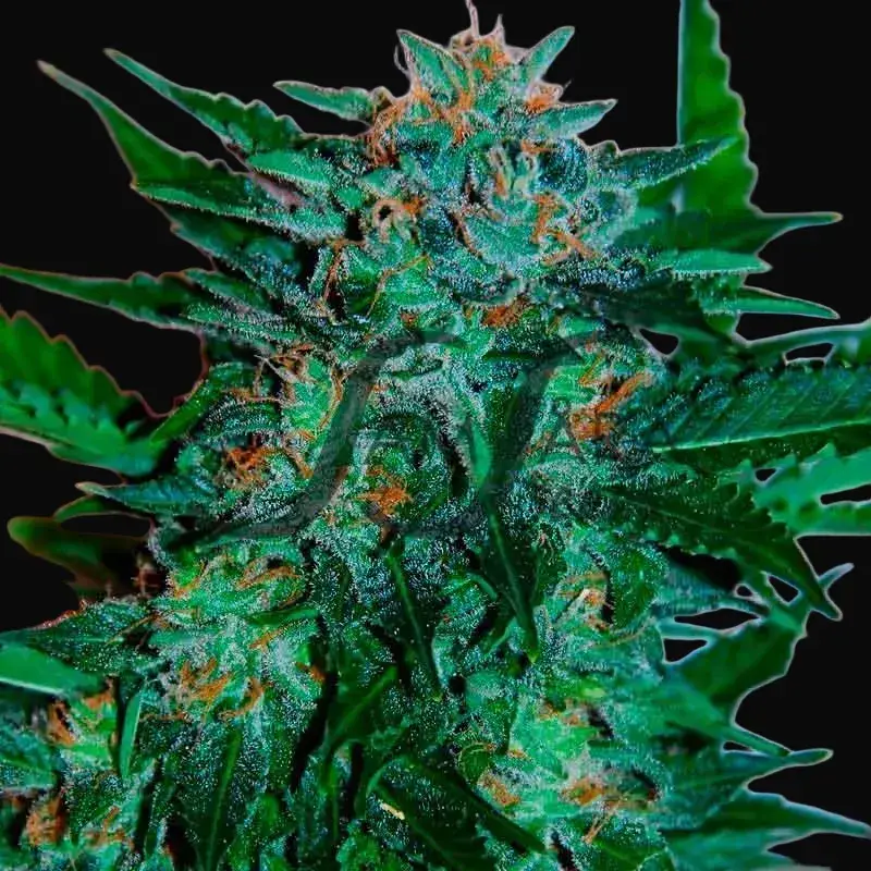 Flash Babylon Auto