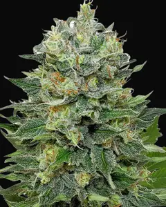 Flashberry