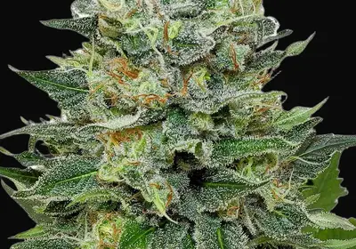 Flashberry