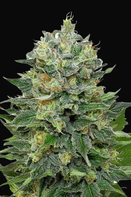 Flashberry