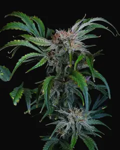 Flava Flav Auto