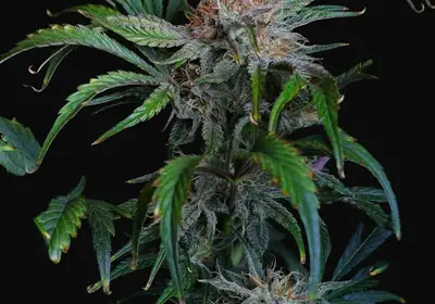 Flava Flav Auto