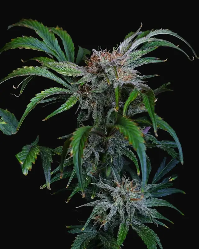 Flava Flav Auto