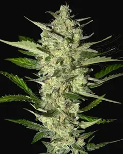 Flowerbomb Kush