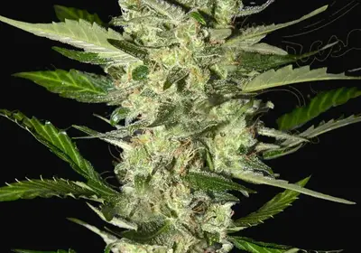Flowerbomb Kush